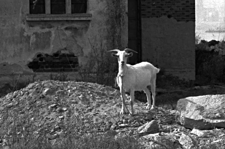 Euboia Goat